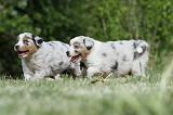BERGER AUSTRALIEN PUPPIES 319